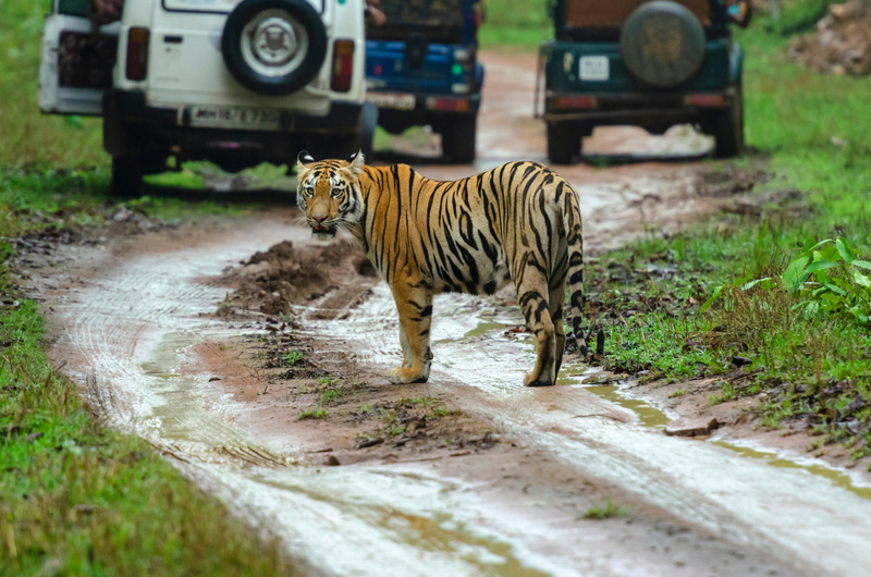 Tiger amidst safari vehicles, Tadoba, Maharashtra, India